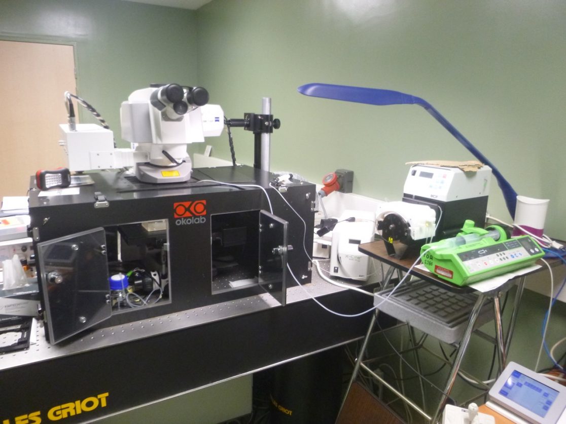 Two-photon microscopy system.