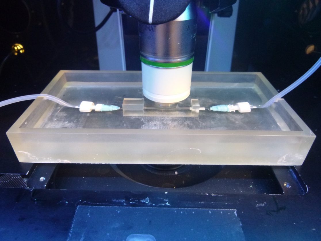 Two-photon microscopy of biofilm growing in a capillary tube.